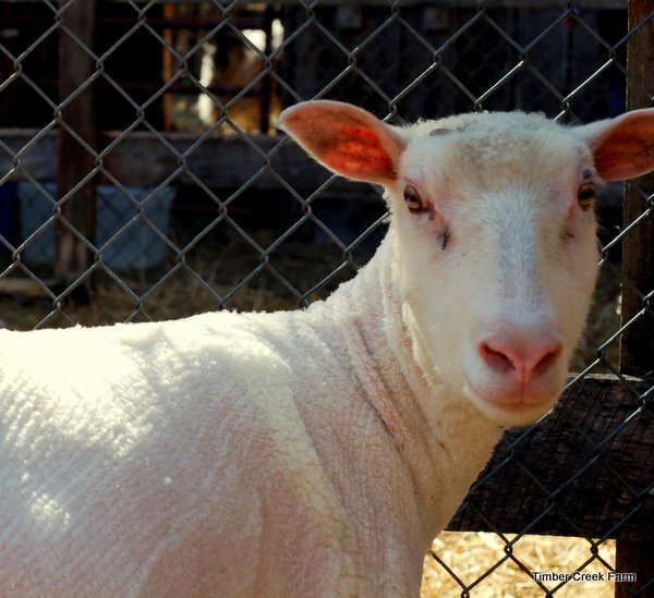 How to Spin Wool Using a Commercial Mill